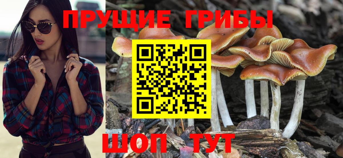 Выкса  Псилоцибиновые грибы Magic Shrooms  что такое наркотик  Псилоцибиновые грибы прущие грибы  Вход с VPN 